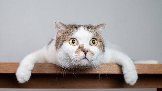 El lenguaje de los gatos