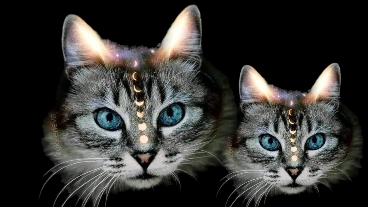 Los poderes ocultos y mágicos de tu gato