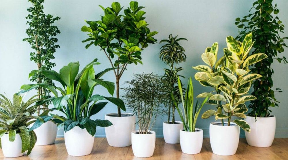 7 plantas que atraen dinero y amor a tu hogar